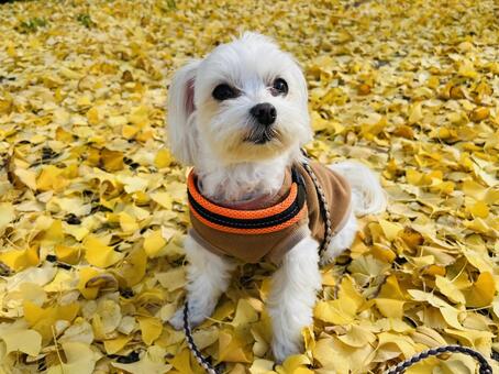 犬の散歩 犬,犬の散歩,マルチーズの写真素材