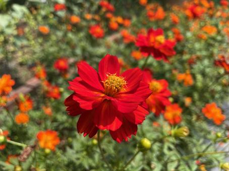 Yellow Cosmos-4, JPG Yellow Cosmos-4, JPG