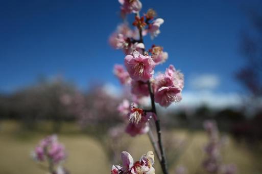 梅の花の写真