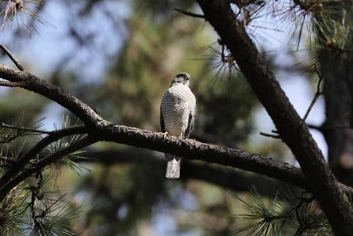 Photo, tsumi, raptor, hawk, 
