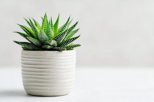 観葉植物とシンプルな鉢 観葉植物とシンプルな鉢の写真
