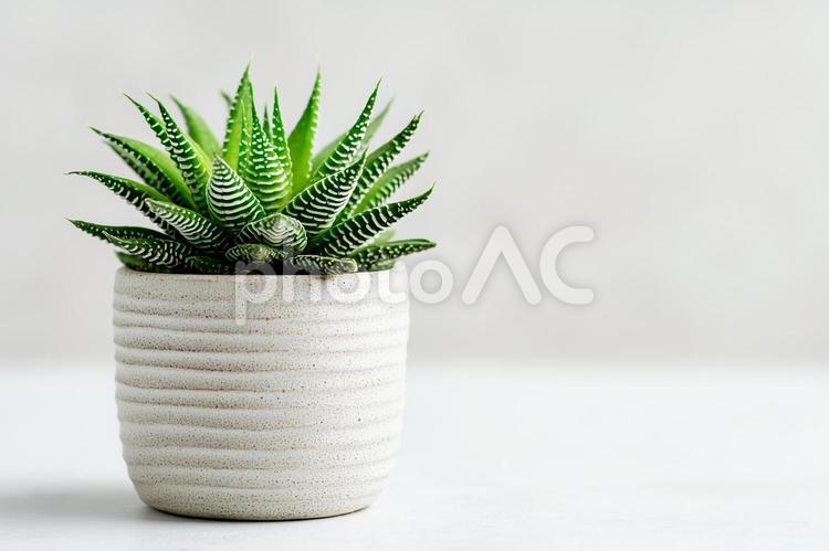 観葉植物とシンプルな鉢 観葉植物,多肉植物,植物の写真素材