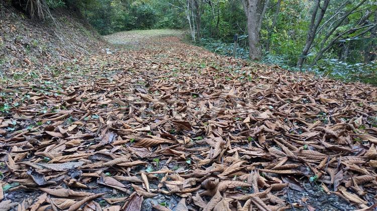 落ち葉の絨毯 秋,落ち葉,木の写真素材