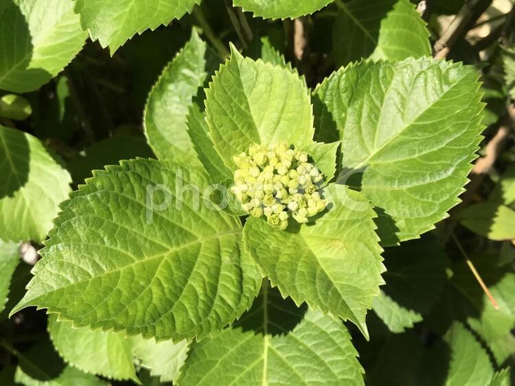 ほころび始めたアジサイの花 葉,自然,植物の写真素材