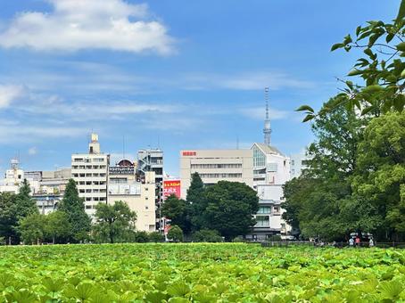 上野公園 池 上野公園 池の写真