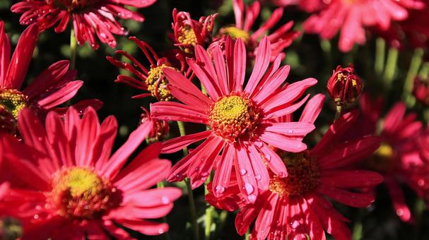 楽寿園の菊まつりにて 菊,秋,花の写真素材