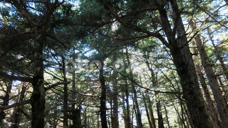 林から癒やし 林,木,緑の写真素材