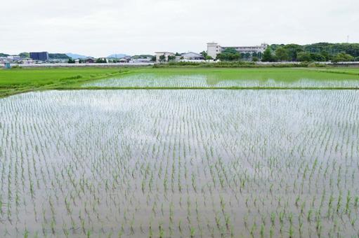 田植えの風景 田植えの風景 稲,風景,景色の写真素材