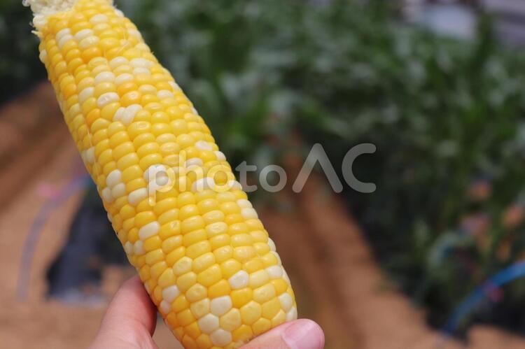 夏野菜　とうもろこし 夏野菜,野菜,とうもろこしの写真素材