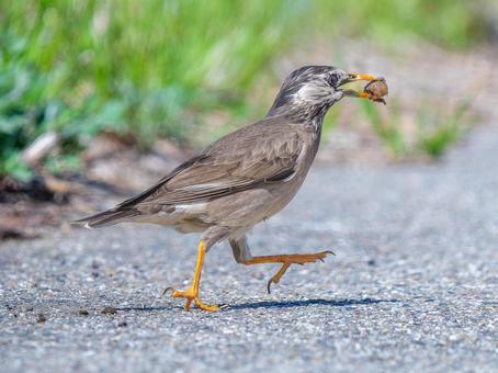 カタツムリを食べるムクドリ カタツムリを食べるムクドリの写真