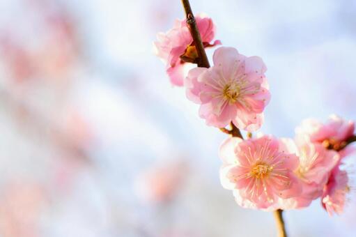 梅の花びら 梅の花びらの写真