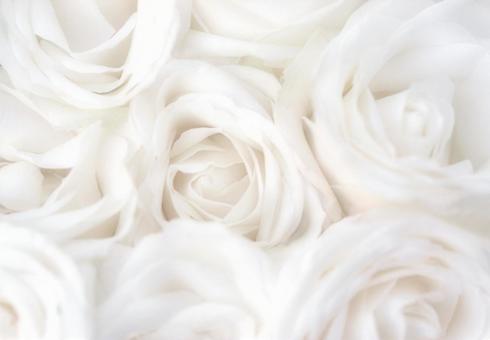 優雅に咲く白いバラ 純粋 無垢 イメージ ローズ,薔薇,白の写真素材