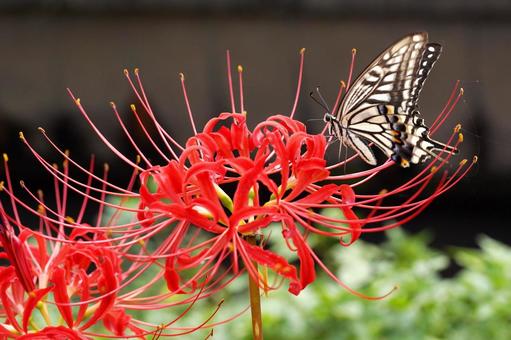 彼岸花に舞うアゲハ蝶 彼岸花に舞うアゲハ蝶 彼岸花,ヒガンバナ,曼珠沙華の写真素材
