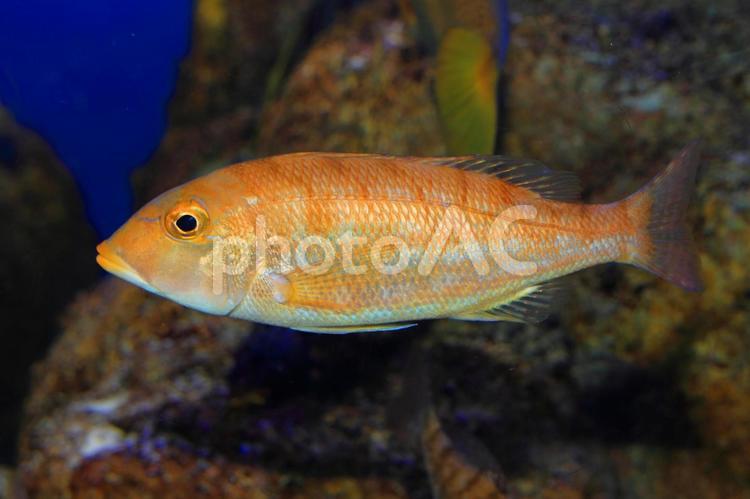 ヨスジフエダイ ヨスジフエダイ,魚,さかなの写真素材