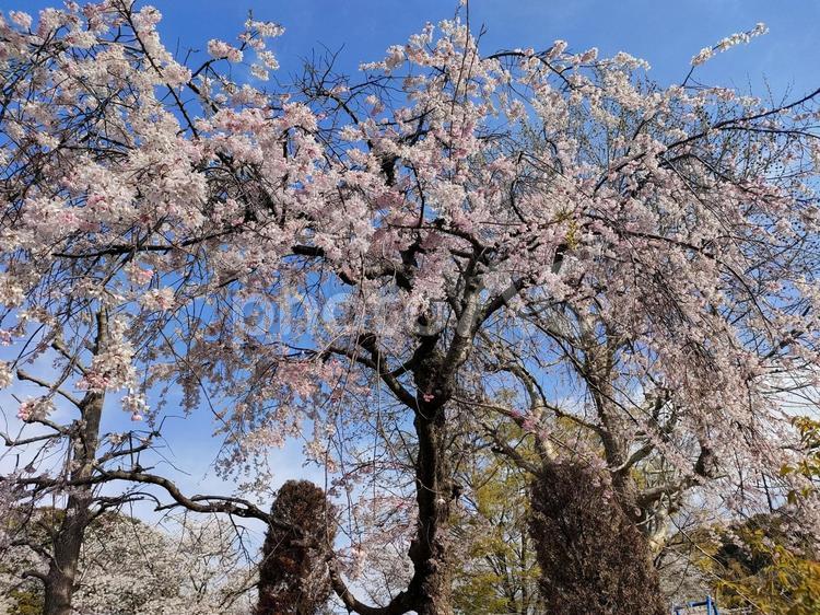横浜の桜満開 桜,サクラ,景色の写真素材
