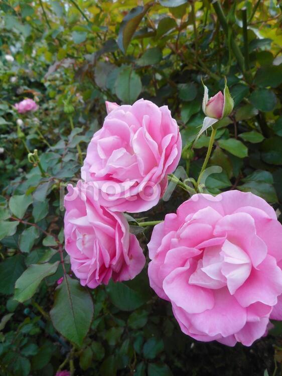 日本生まれのピンクの薔薇、ラブミーテンダー 薔薇,花,植物の写真素材