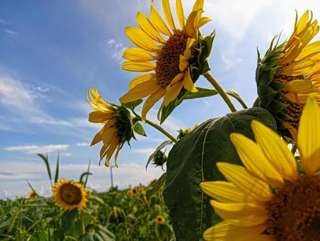 向日葵の横顔 向日葵の横顔 向日葵,ひまわり,花の写真素材