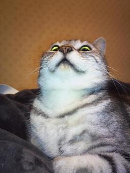 見下ろす猫様 見下ろす猫様の写真