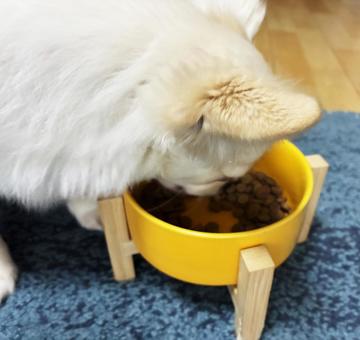 お皿に顔を入れて餌を食べるチワワ お皿に顔を入れて餌を食べるチワワの写真