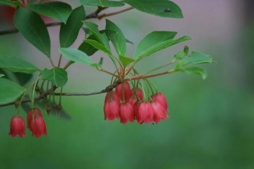 トウダンツツジ① トウダンツツジ,フウリンツツジ,赤い花の写真素材