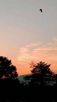 夕やけ 夕やけ 夕暮れ,空,秋の写真素材
