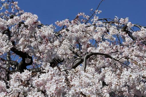 満開の桜 満開の桜の写真