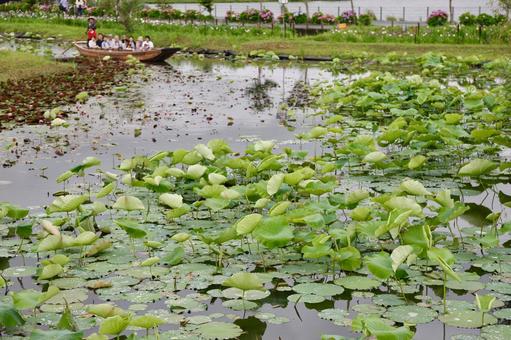 Photo, iris, iryo festival, a lotus, 