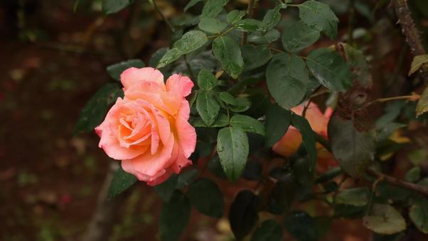 雨上がりの秋バラに恋して 薔薇,バラ,ピンクの写真素材