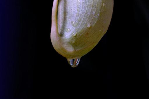 ウツボカズラの水滴の写真