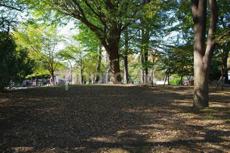 上野恩賜公園の風景 上野恩賜公園,上野公園,上野の写真素材