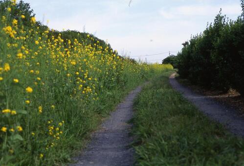 菜の花の道 菜の花の道の写真
