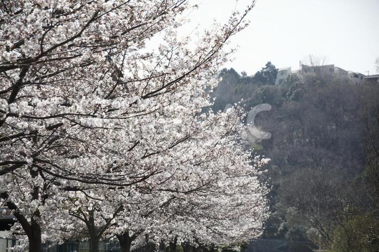 桜並木 川西,兵庫,猪名川の写真素材