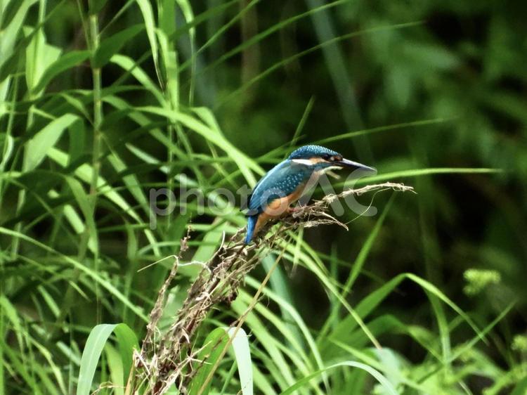 枯れ枝から魚を狙うカワセミ 鳥,野鳥,カワセミの写真素材
