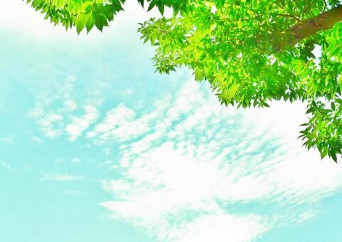 青空と葉 青空,葉,木の写真素材