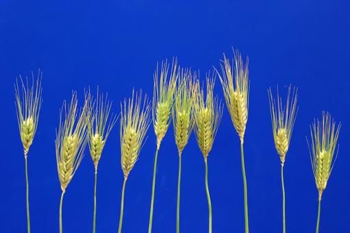Blue wheat ears, JPG