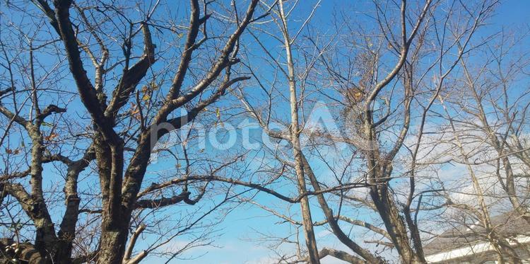 樹木 樹木,木,枝の写真素材