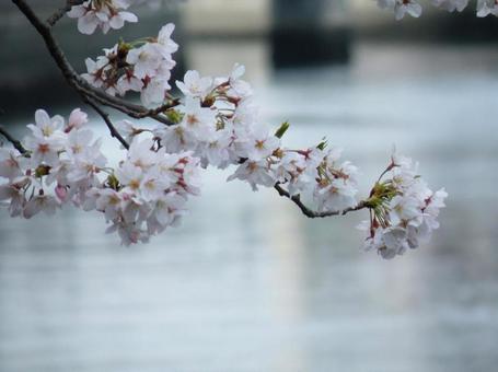 桜水辺 桜水辺の写真