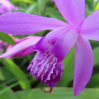 シラン（紫蘭） シラン,紫蘭,花の写真素材