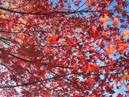 紅葉風景 紅葉風景 紅葉,秋,青空の写真素材
