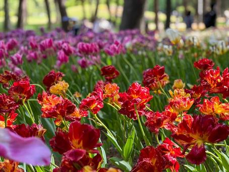 赤色の花畑 赤,花,パークの写真素材