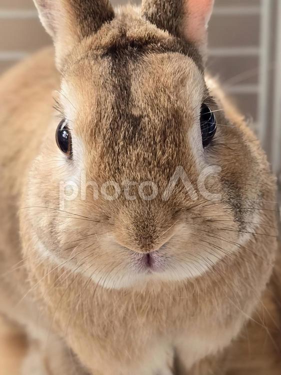 うさぎさんアップ うさぎ,ウサギ,草食動物の写真素材