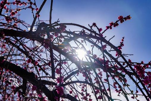 いなべ市農業公園　満開の梅園の写真