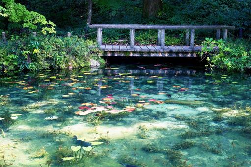 岐阜県関市 絵画の風景のようなモネの池 岐阜県関市 絵画の風景のようなモネの池の写真