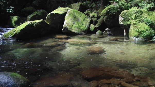 森林の川 森林の川 川,自然,風景の写真素材