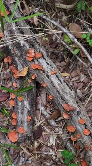 風景 風景 キノコ,植生,林の写真素材