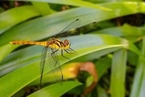 A red dragonfly resting on a leaf, JPG