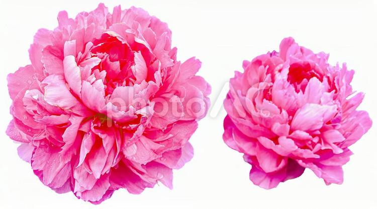 濃いピンクの芍薬　切抜き 芍薬,花,綺麗の写真素材
