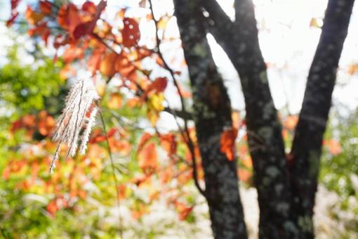 秋のカラフルな風景 秋,風景,景色の写真素材