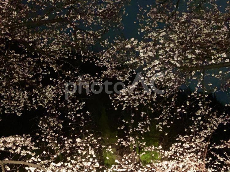 雨の夜桜 桜,花見,夜桜の写真素材