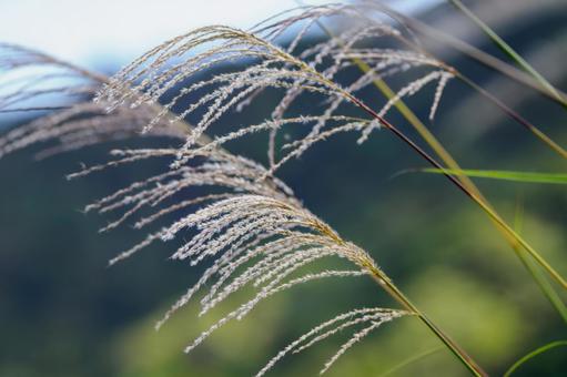 ススキ(32) ススキ(32) 植物,ススキ,秋の写真素材